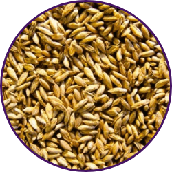 Imagem dos grãos do produto Panicum Maximum cv. Mombaça
